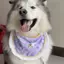 Màu sắc tương phản Cà vạt-Dye Chó Nước bọt Yếm Ren-Up Mèo Yếm Chống Nước Hoa Vàng Retriever Alaska Samoyed