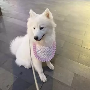 Alaska Samo Golden Retriever Pet Dog Nước bọt Khăn Yếm Dễ Thương Ăn Chống Bẩn Chó Lớn Yếm Thú Cưng
