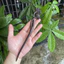 Gỗ Đàn Hương Màu Tím Dày Cổ Đơn Giản Kẹp Tóc Kẹp Tóc Kẹp Tóc Phụ Kiện Tóc