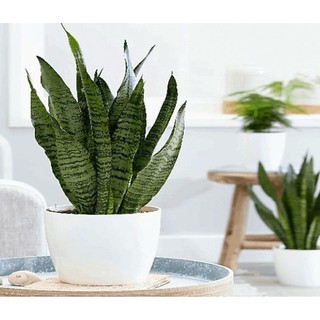 Cây lưỡi hổ viền xanh - giao cây rể trần