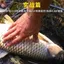 Nhập Khẩu Siêu Mềm Carbon Fluoride Dòng Chính Căng Thẳng Mạnh Mẽ Dây Mềm Carbon Dòng Carbon Lure Chuyên Dụng Mặt Trước 5.29