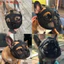 Mặt nạ chó Pug chống cắn ngắn chống rách muzzle Bichon Ăn thú cưng Chó muzzle Pháp Mặt nạ chiến đấu Puppy chuyên dụng26060513