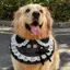 Dễ Thương Yếm Chó Phong Cách Mới 2026 Thú Cưng Nước Bọt Yếm Mùa Xuân Mùa Hè Vàng Retriever Satsuma Lớn Chó Trang Sức Khăn