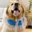 Thú Cưng Chó Nước Bọt Chó Yếm Chó Lớn Samoyed Golden Retriever Yếm Khăn Yếm Dễ Thương