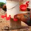 {BUDDI} 10 / 20 Chiếc Cốc Uống Chien Du Tự Động Uống Chien Ăn Gia Cầm Nhựa Trang Trại Cốc Uống Nước Dễ Dàng Lắp Đặt {buddingenergy}