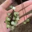 PNPIA- Mặt dây chuyền nho Lily Of The Valley DIY Craft Kit Điện thoại tươi mát và dễ thương Túi quyến rũ Móc khóa sáng tạo quyến rũ
