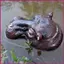 Hippo Head Garden Tượng Nhựa Trang Trí Chống Thấm Nước Điêu Khắc Thực Tế Hippo Điêu Khắc Trang Trí Ngoài Trời Cho shopidaevn