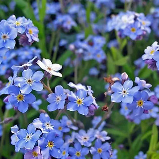 Hạt giống hoa Lưu Ly xanh -Forget-me-not Seed-100viên