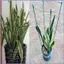 Lồng Cà Chua Cao Dọc Hỗ Trợ Trellis Lồng Cà Chua 3 Mảnh Cho Giường Lớn Cho Trang Trại Sân Vườn Trong Nhà Ngoài Trời mueadsyvn
