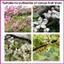 Dụng cụ nhân tạo làm vườn Pollinator rau củ phấn hoa cho cà chua Cucumber Tree Flower Garden shopidaevn