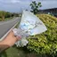 Trung Quốc Ngày Lễ Tình Nhân Ngôi Sao Full Crushed Ice Blue Rose Quà Tặng Xà Phòng Hoa Hồng Hoàn Thành Quà Tặng Sinh Nhật Bạn Gái Bó Hoa 5.31