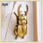 B & N Gạc Vàng Bọ Cánh Cứng Treo Tường Đồ Trang Trí Trang Trí Phòng Khách Treo Tường Túi Trưng Bày Côn Trùng Treo Tường Trang Trí.