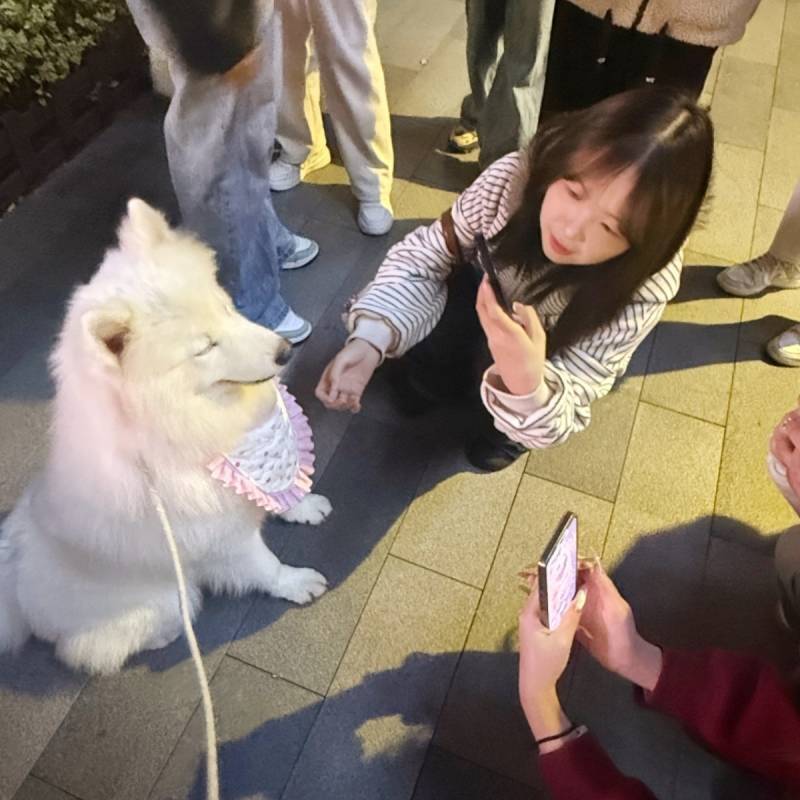 Alaska Samo Golden Retriever Pet Dog Nước bọt Khăn Yếm Dễ Thương Ăn Chống Bẩn Chó Lớn Yếm Thú Cưng
