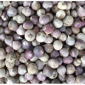 1kg Tỏi cô đơn. Đặc sản tỏi cô đơn, tỏi 1 nhánh