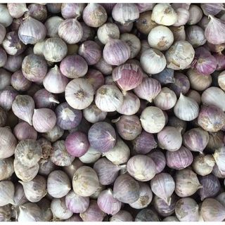 1kg Tỏi cô đơn. Đặc sản tỏi cô đơn, tỏi 1 nhánh