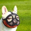 Mặt nạ chó Pug chống cắn ngắn chống rách muzzle Bichon Ăn thú cưng Chó muzzle Pháp Mặt nạ chiến đấu Puppy chuyên dụng26060513