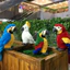 < Pluscloth > Đồ chơi sang trọng Họa tiết vẹt thoải mái PP Cotton Đồ trang trí đồ chơi sang trọng cho gia đình