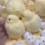 DELMER Squishy Pinching Đồ chơi, Thiết kế dễ thương Đồ chơi Squishy gà vàng, Trò chơi bật lên Silicone Kết cấu mực phục hồi chậm Hen Chicks Bóp đồ chơi Trò chơi giác quan