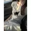 Áo thun nữ tay bay nhỏ màu xám cổ chữ U Thiết kế mùa hè Feel Hot Girl Áo dệt kim ngắn tay dành cho nữ