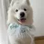 Samoyed Nước Bọt Khăn Vừa Lớn Chó Yếm Thú Cưng Nước Bọt Khăn Nơ Dễ Thương Đạo Cụ Ảnh Phụ Kiện