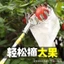 Dụng cụ hái trái cây tiện dụng Dụng cụ làm dày bằng thép không gỉ Cần sao chép siêu dài Thanh hái trái cây Cần sao chép trái cây Chọn trái cây