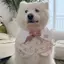 Thú Cưng Chó Phong Cách Mới Gấu Cánh Hoa Yếm Dễ Thương Vừa Chó Lớn Golden Retriever Alaska Yếm Yếm Trang Sức