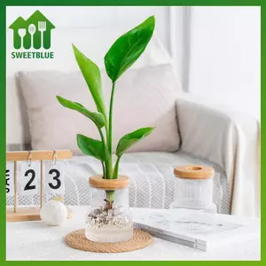 Bình thủy canh trong suốt SWEET Chậu cây hấp thụ nước tự động cho gia đình & văn phòng n