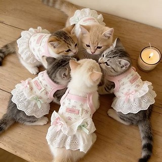 [Hàng có sẵn] Áo Vest chống trơn mùa hè cho mèo