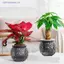 Chậu hoa tự tưới nước Mini Bể cá Chậu cây nhựa trong suốt Chậu trồng cây tự tưới chậu để trang trí nhà cửa MỚI