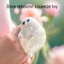 < Pluscloth > Đồ chơi bóp con dấu mô phỏng Bóng căng thẳng mềm tăng chậm Giảm lo âu Đồ chơi cảm giác Fidget Đồ chơi kẹp nước biển cho trẻ em Người lớn Quà tặng giảm căng thẳng hoàn hảo Đồ chơi con dấu nhẹ