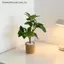 MỚI 1 / 6 Nhà Búp Bê Mô Phỏng Cây Xanh Chậu Cây Mô Hình Nhà Búp Bê Trang Trí Cảnh Nhà Micro Phong Cảnh Vườn Vật Trang Trí SKY