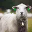 XUAN Bò Ngựa Cừu Grazing Đồng Chuông Lớn Gia Đình Thiện Cừu Động Vật Chuông VN