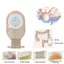 1 Cái Túi Colostomy Một Mảnh Dùng Một Mảnh Túi Thắt Lưng Đơn Có Thể Thoát Nước Cho Túi Chăm Sóc Stoma Mới