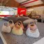 Túi dạ hội Mini kim cương giả BeautifulHomeA với kết thúc sang trọng Hoàn hảo cho đám cưới Ly hợp Acrylic sáng bóng cho các bữa tiệc VN