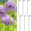 <cosyh>Plant Stakes Lily Peony Rose Flower Stem Stem Plant Support Easy To Use