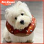 Donut Chống Thấm Nước Elizabeth Cổ Mèo Cổ Mềm Khử Trùng Thú Cưng Chống Dính Cắn Cổ Áo Xấu Hổ Có Thể Điều Chỉnh