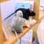 < Pluscloth > Mô Phỏng Chuột 3D Chuột Động Vật Mềm Mại Sang Trọng Búp Bê Đồ Chơi Sofa Ghế Trang Trí Quà Tặng Năm Mới
