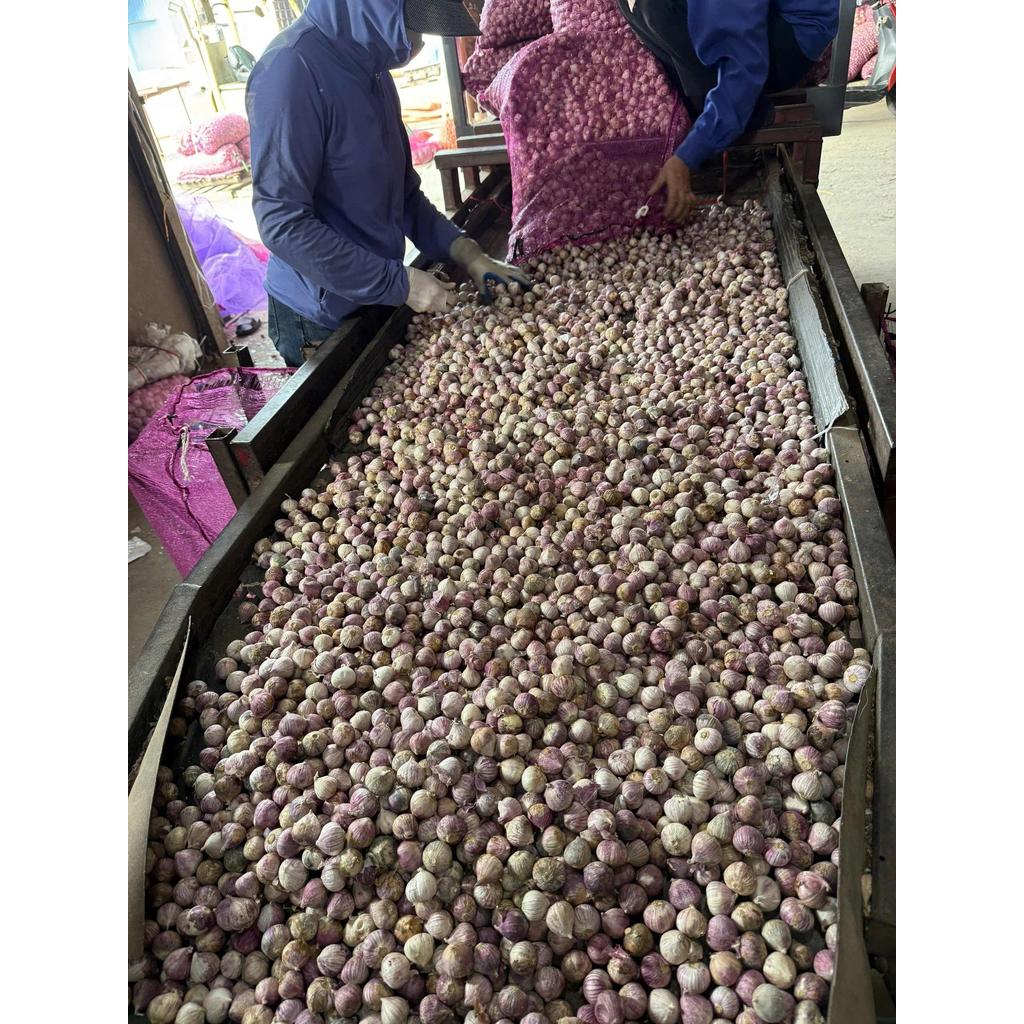 (BÁN CHẠY) TỎI CÔ ĐƠN Nhỏ KHÔ -1KG TẶNG 500G HÀNH TÍM
