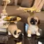 Khay đựng tượng Pug sáng tạo Khay đựng chìa khóa chó dễ thương Kẹo ốc sên Tấm lưu trữ Điêu khắc động vật Đồ trang trí văn phòng Trang trí để bàn [VN]