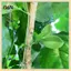 B & N 10 / 20 / 50 Dây buộc dây tự cài hình lá Nylon để hỗ trợ cây trồng làm vườn và quản lý dây Nhiệm vụ nặng nề linh hoạt để sử dụng trong nhà và ngoài trời.