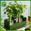 SWEET Green Onion Planter Hydroponic Growing Kitpact Hệ thống làm vườn tại nhà cho ban công nhà bếp Dễ dàng trồng rau n