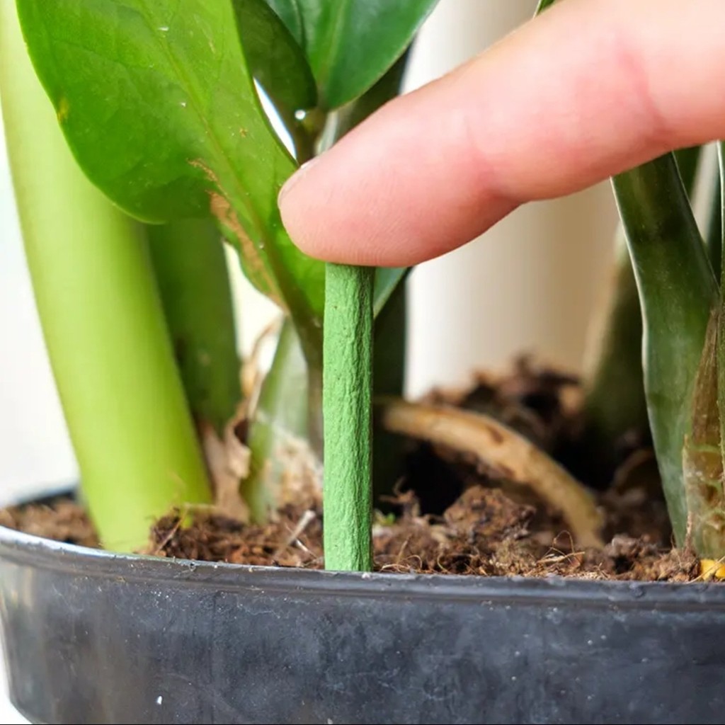 Gậy phân bón thực vật trong vườn 30 / 100 CÁI Chất vi sinh màu Rễ thanh dinh dưỡng để chăm sóc đất