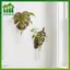 SWEET Nghệ thuật hiện đại bằng gỗ Monstera treo tường với ống nghiệm thủy canh Lý tưởng để trang trí nhà cửa n