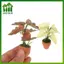 SWEET Mini Taro Rùa Ba Xanh Chậu Vật Trang Trí Đồ trang trí Cây Thực Tế Lá Nhân Tạo Nhà Búp Bê Bàn Văn Phòng Trang Trí n
