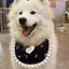 2026 Phong Cách Mới Yếm Dễ Thương Yếm Vừa Chó Lớn Alaska Biên Giới Chăn Chiên Khăn Samoyed