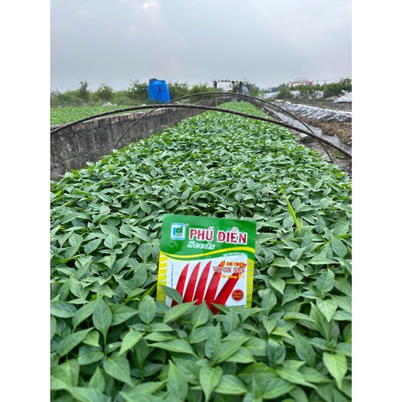 Hạt Giống Ớt Chỉ Thiên Siêu Sai Trái – Dễ Trồng, Năng Suất Cao, Trồng Chậu Tại Nhà