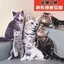 Tùy Chỉnh Gối Không Có Cạnh Trắng Hình Người Ngoài Hành Tinh Xấu Xí Mèo Con Chân Dung Anime Truyện Tranh Sofa Đệm Gối Quà Tặng Cùng Phong Cách