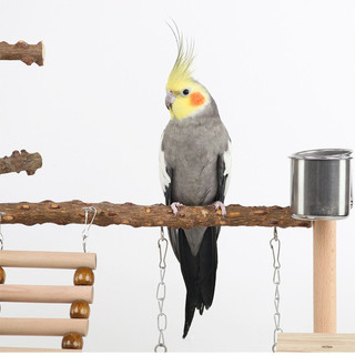 Tự Nhiên Gỗ Chắc Chắn Vẹt Playstand Sân Chơi Chim Có Thang Xoay Nhai Đồ Chơi Thép Không Gỉ Ăn Khay Có Thể Tháo Rời Cho Vẹt Nhỏ Vừa Cockatiel Budgie Lovebird
