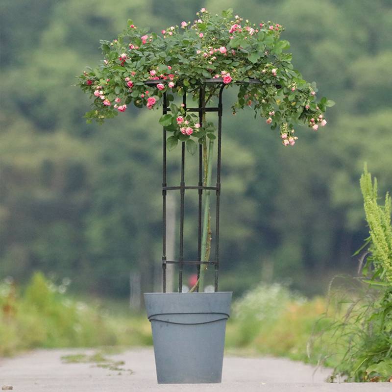 Springevenstar giàn leo cây vườn dạng dù, hỗ trợ cây leo, tự lắp DIY, phù hợp chậu hoa, Springevenstar