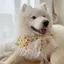 Samoyed Nước Bọt Khăn Vừa Lớn Chó Yếm Thú Cưng Nước Bọt Khăn Nơ Dễ Thương Đạo Cụ Ảnh Phụ Kiện